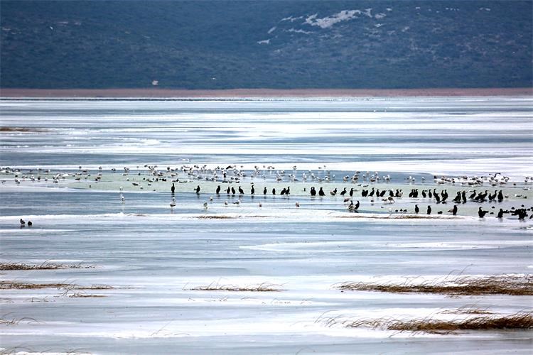 Slika /slike/Vijesti/1.2.2019. Zaleđeno jezero_jato vranaca, galebova i liski_Iva Rogić.jpg